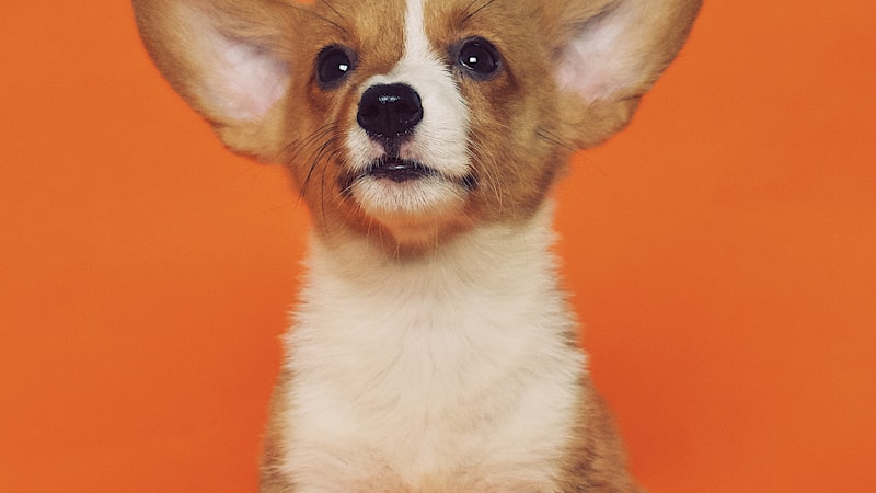 柯基幼犬