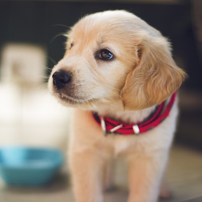 金毛幼犬